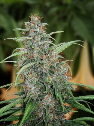 Fast N'Glorious Regular by Mandala Seeds