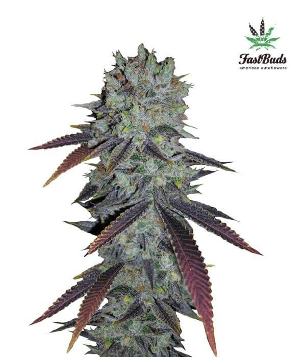 FastBerry Autoflower by Fast Buds