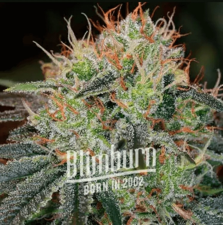 Fat Bastard Auto Autoflower by Blimburn Seeds