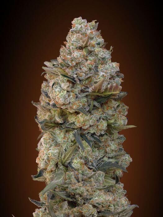 Female Collection #1 Feminized by 00 Seeds Bank