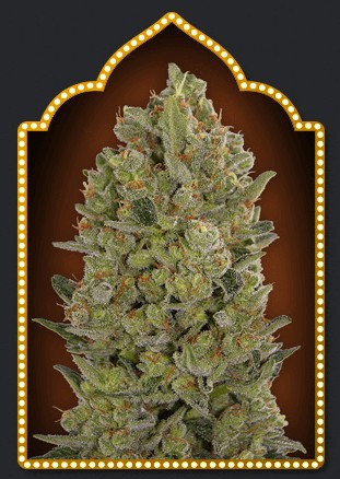 Female Collection #3 Feminized by 00 Seeds Bank