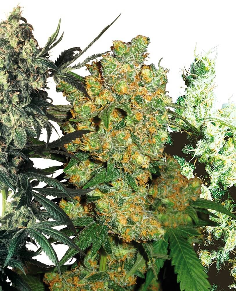 Feminized Mix Feminized by Sensi Seeds
