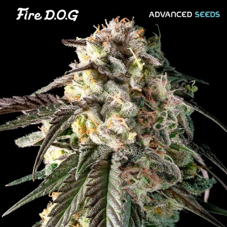 Fire Dog Feminized by Advanced Seeds