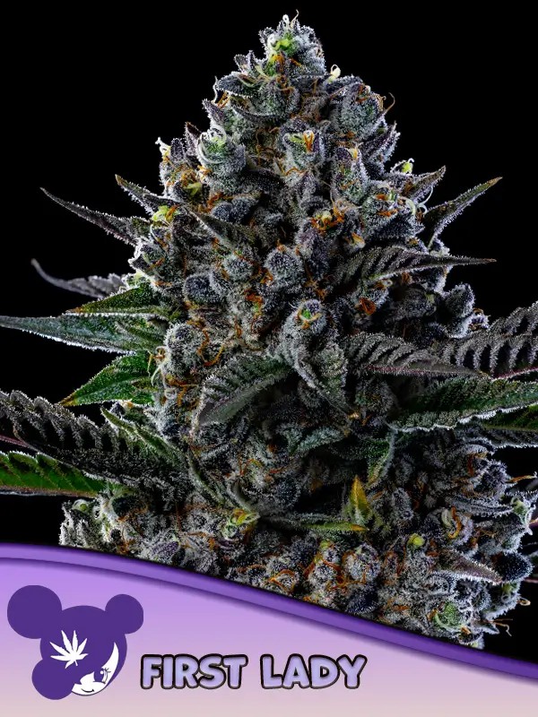 First Lady Feminized by Anesia Seeds