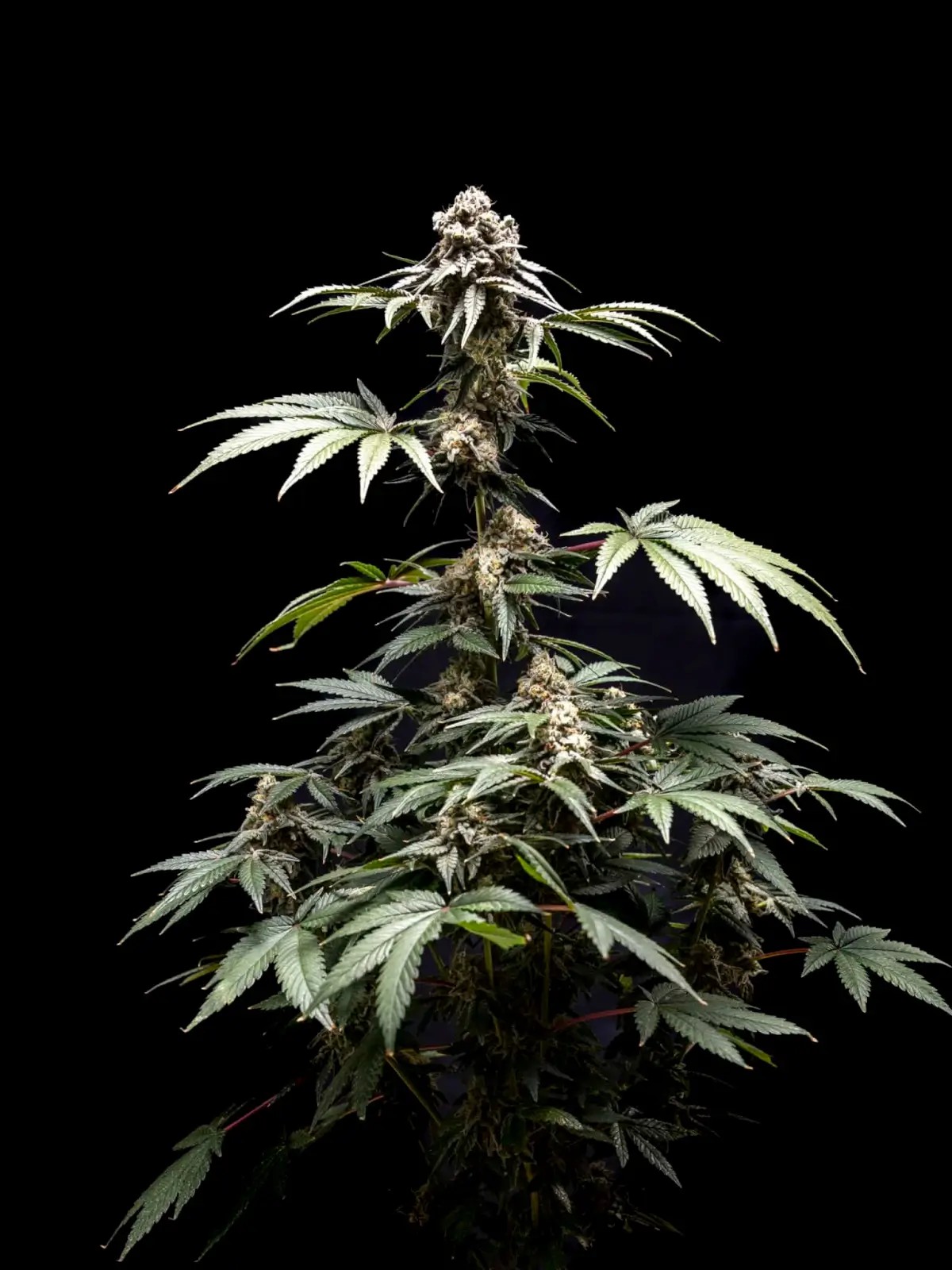 Fizzy Gum Feminized by World Breeders