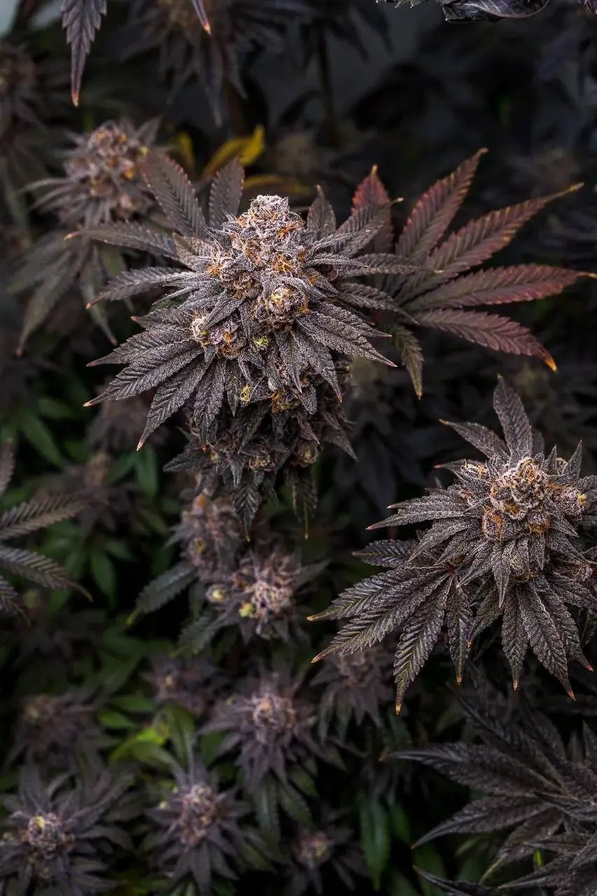 Flaming Cheetoz Feminized by LIT Farms