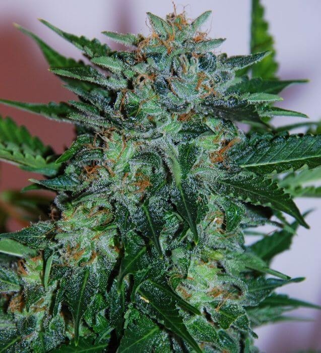 Flash Babylon Autoflower by Samsara Seeds