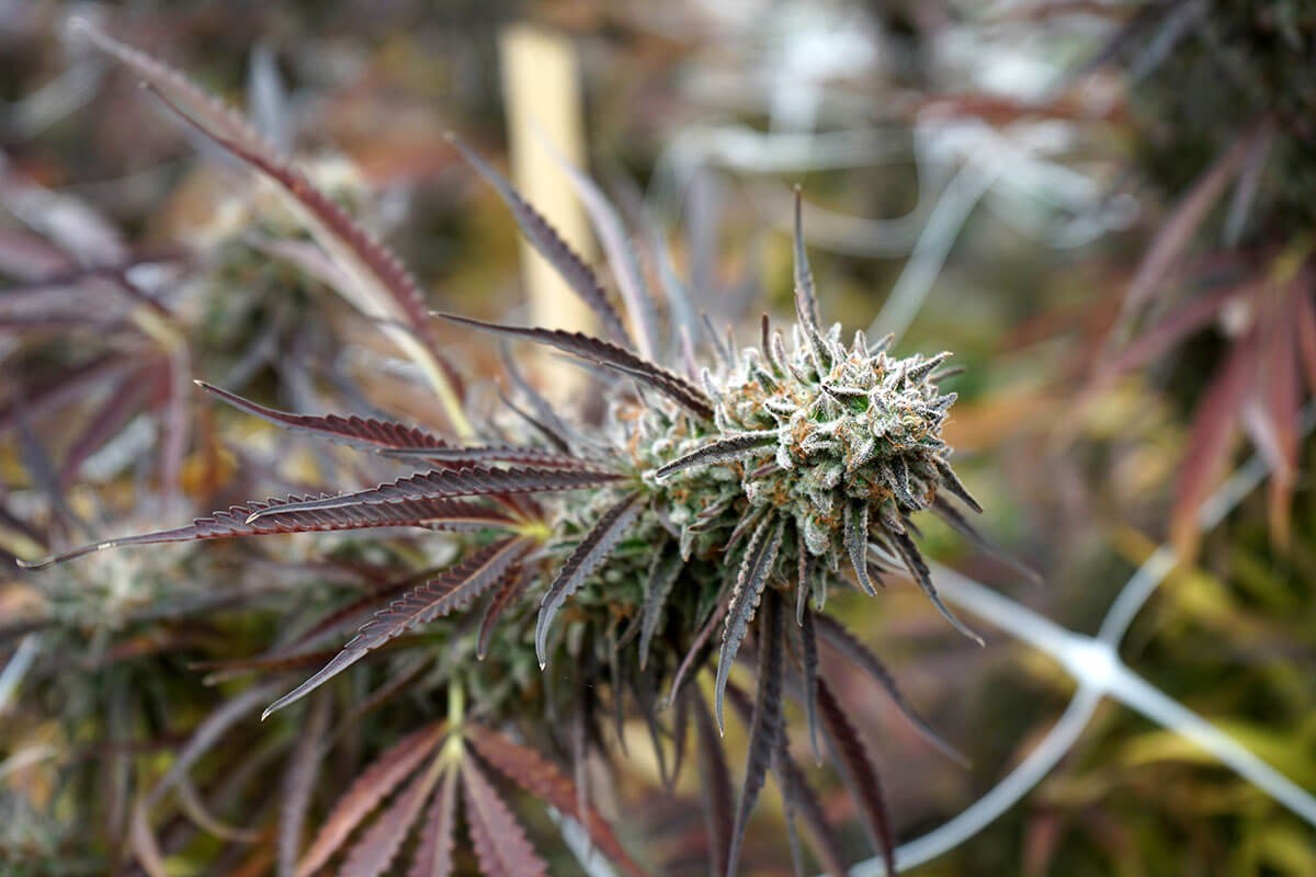 Florida Gaspack Feminized by Humboldt Seed Organization
