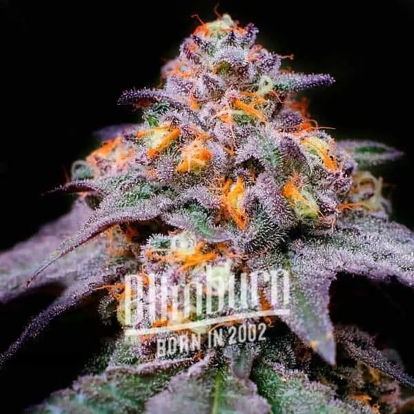 Florida Sunrise Feminized by Blimburn Seeds