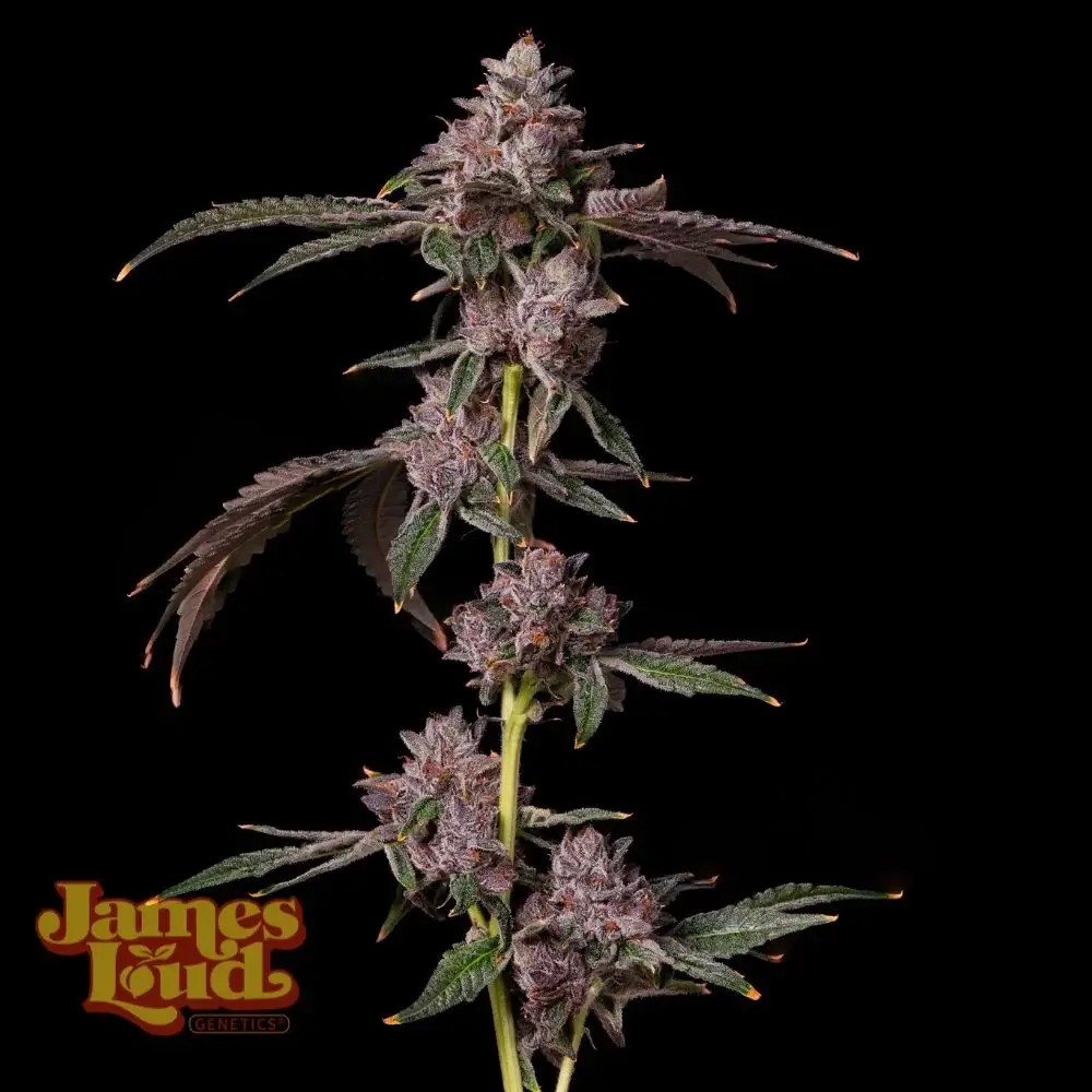 Foam Party Feminized by James Loud Genetics