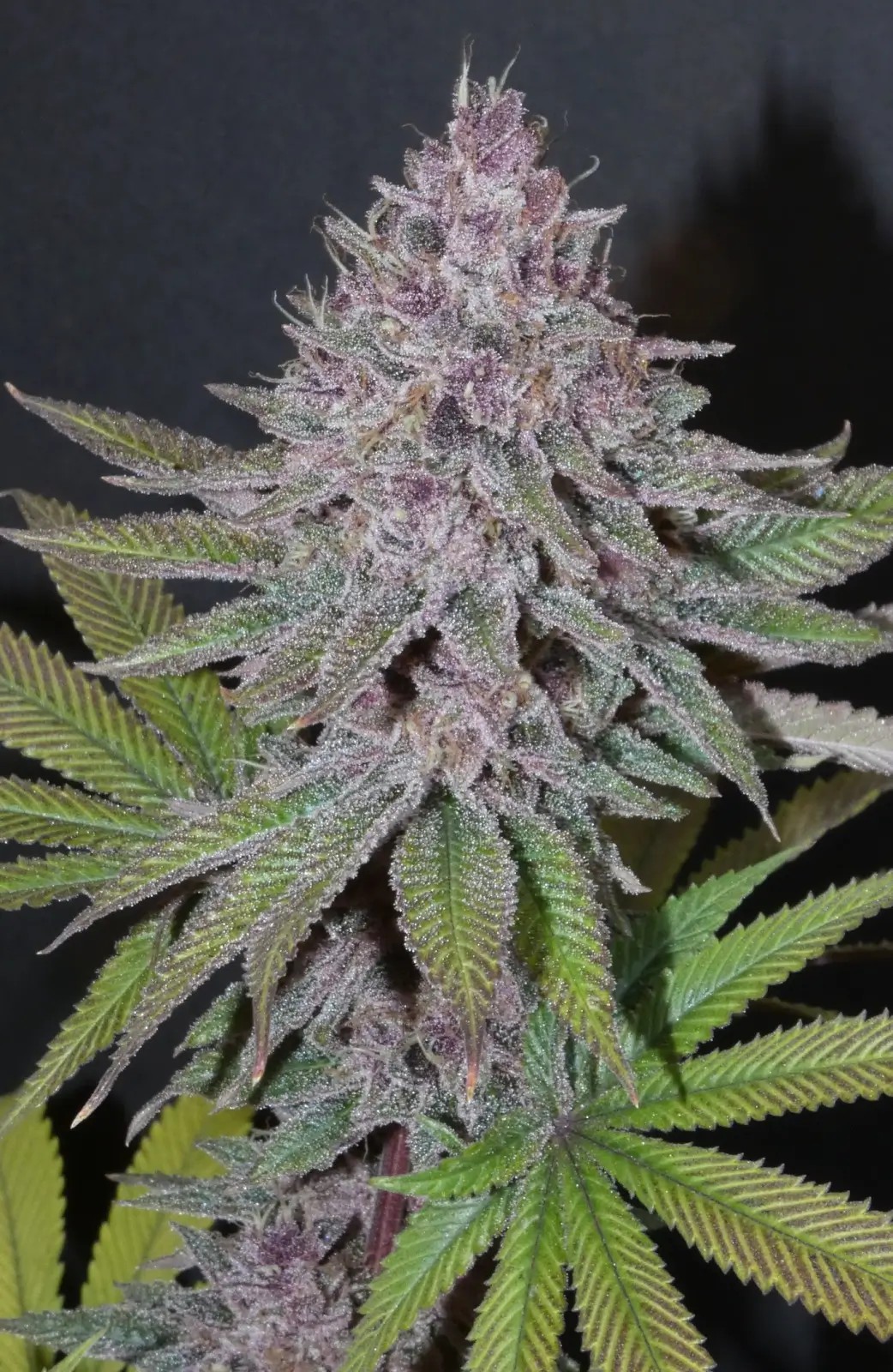 Forbidden Boof Feminized by Bask Triangle Farms