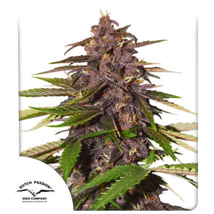 Forbidden Cherry Auto Autoflower by Dutch Passion