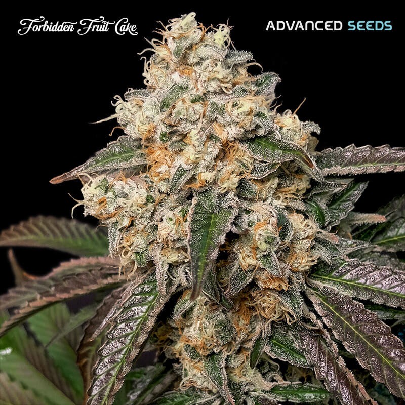 Forbidden Fruit Cake Feminized by Advanced Seeds