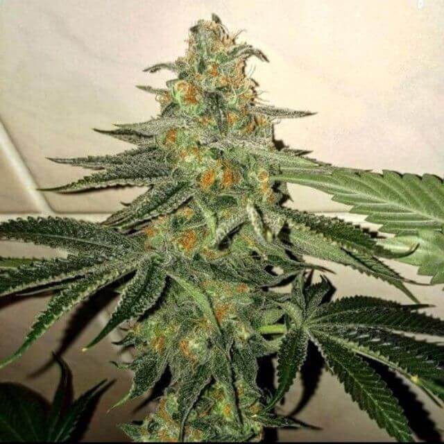 Forbidden Fruit Cake Feminized by The Plug Seedbank