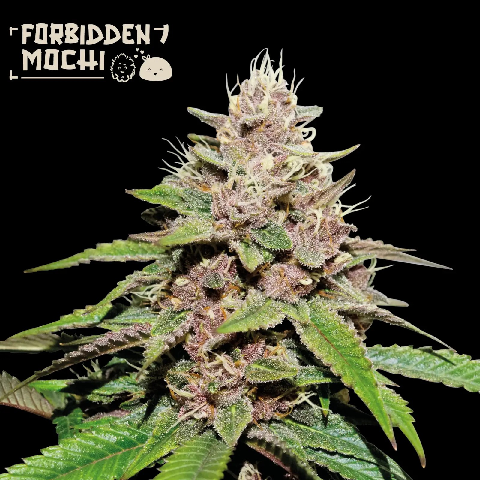 Forbidden Mochi Auto Autoflower by Seedstockers
