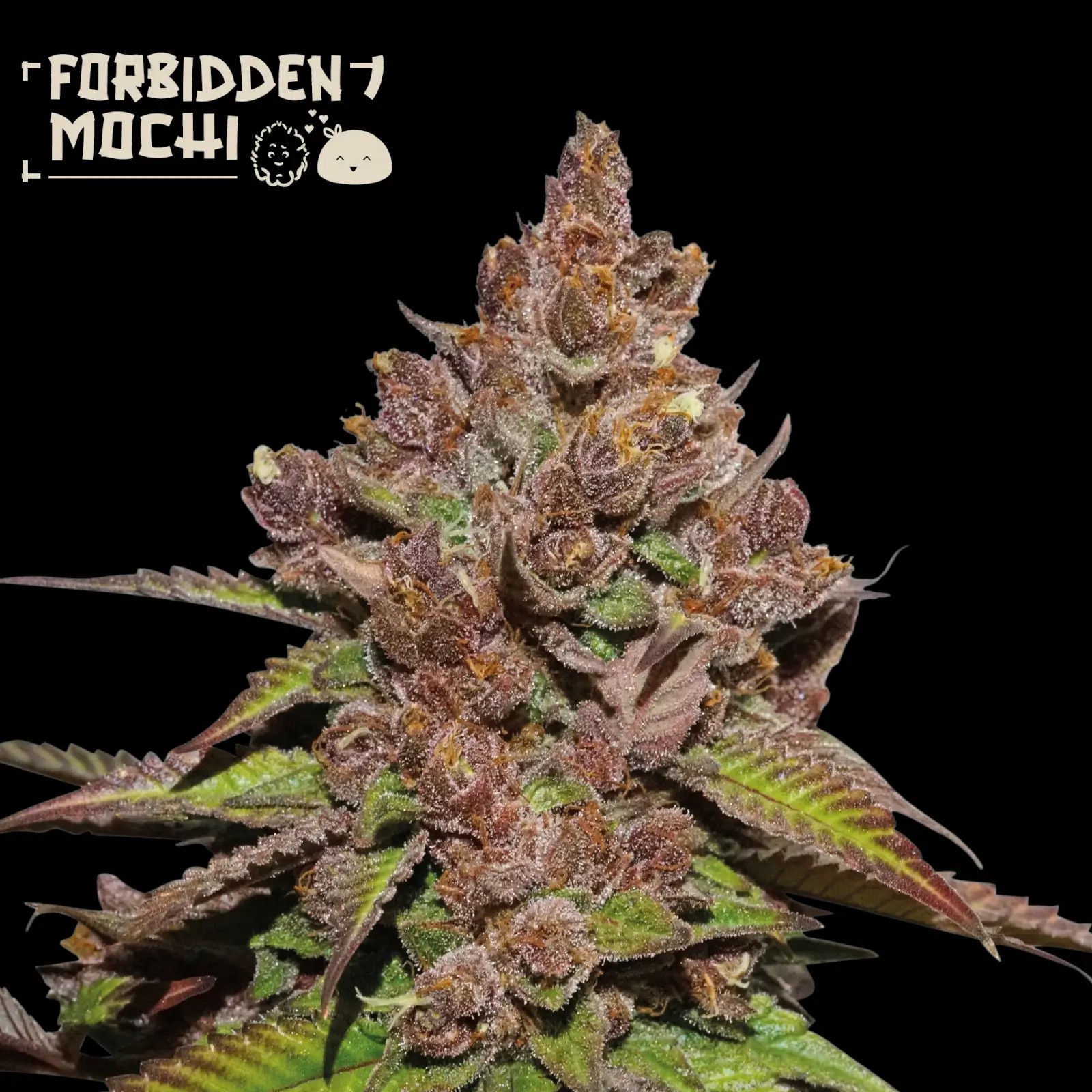 Forbidden Mochi Fast Fem Autoflower by Seedstockers
