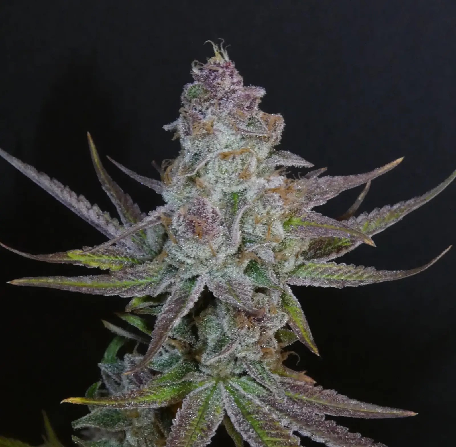 Forbidden Push Pop Feminized by Bask Triangle Farms