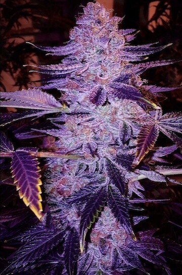 Forbidden Zkittlez Bx1 Regular by Ethos Genetics