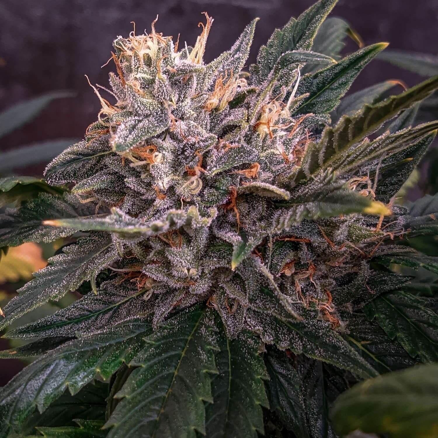 Forgotten Cookies Auto Autoflower by Mephisto Genetics