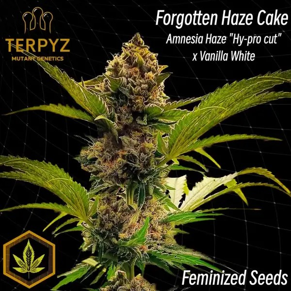 Forgotten Haze Cake aka Amnesia White Feminized by TerpyZ Mutant Genetics
