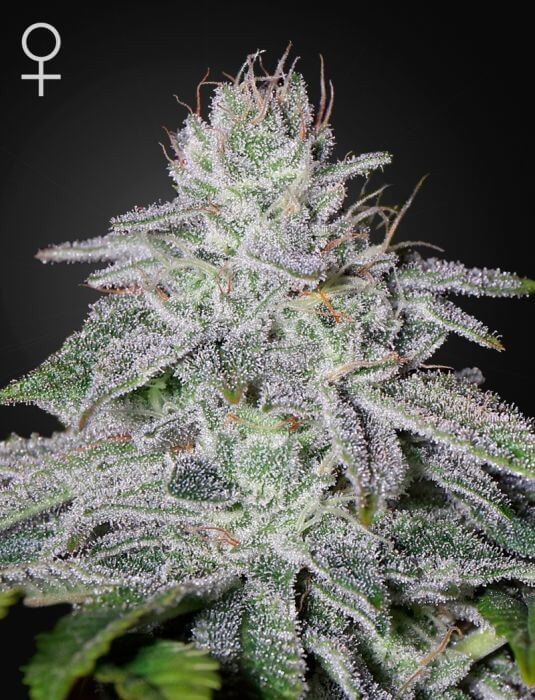 Franco's Lemon Cheese Feminized by Green House seeds