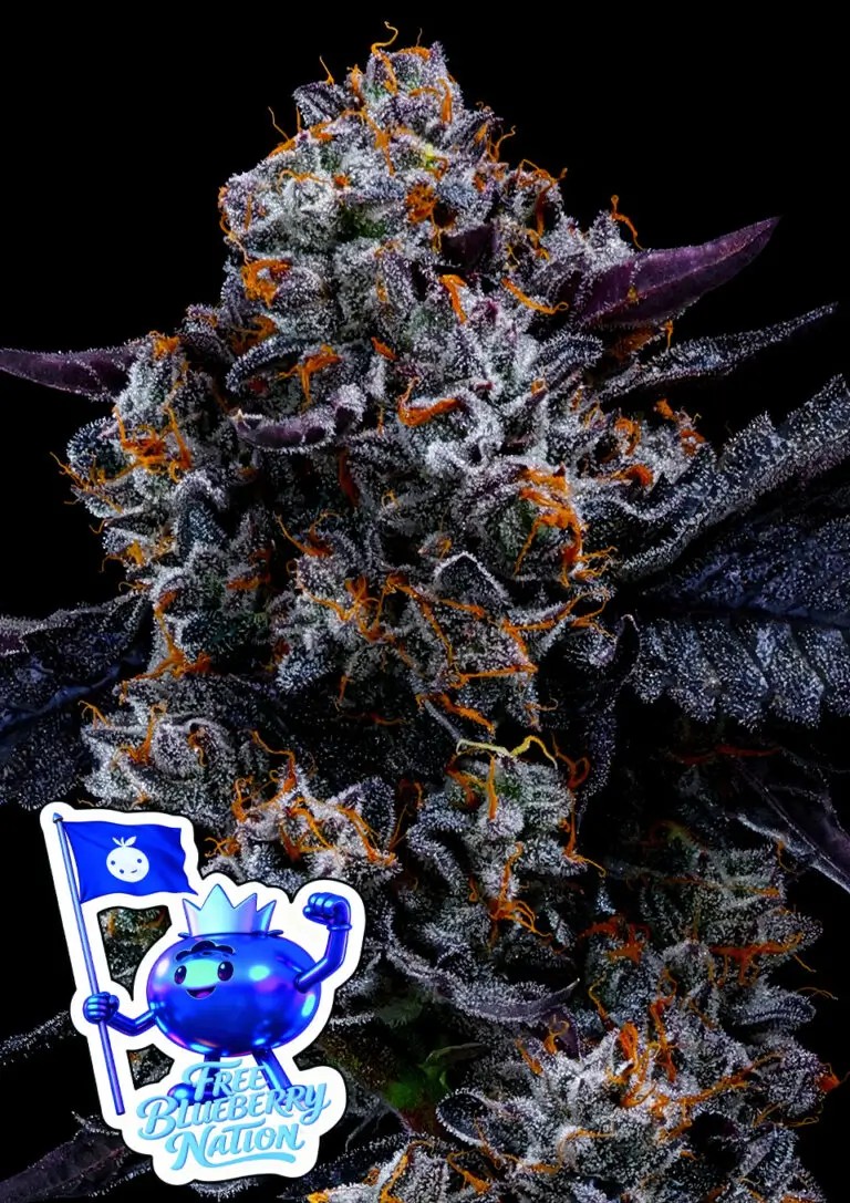 Free Blueberry Nation Feminized by Anesia Seeds