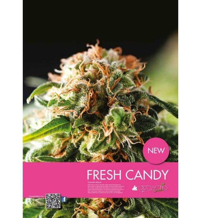 Fresh Candy Feminized by Pyramid Seeds