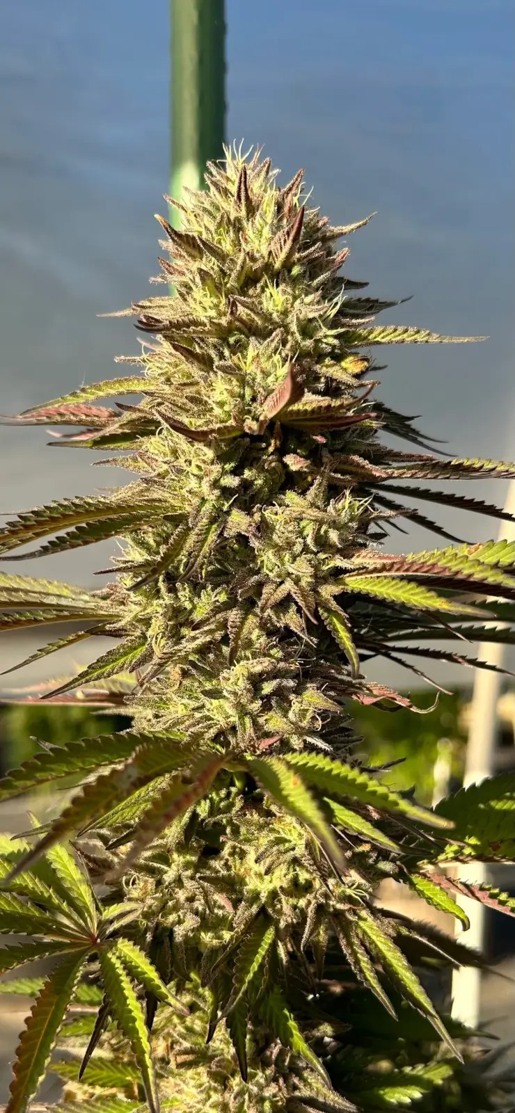 Fresh Citrus Feminized by Higher Heights Mendo