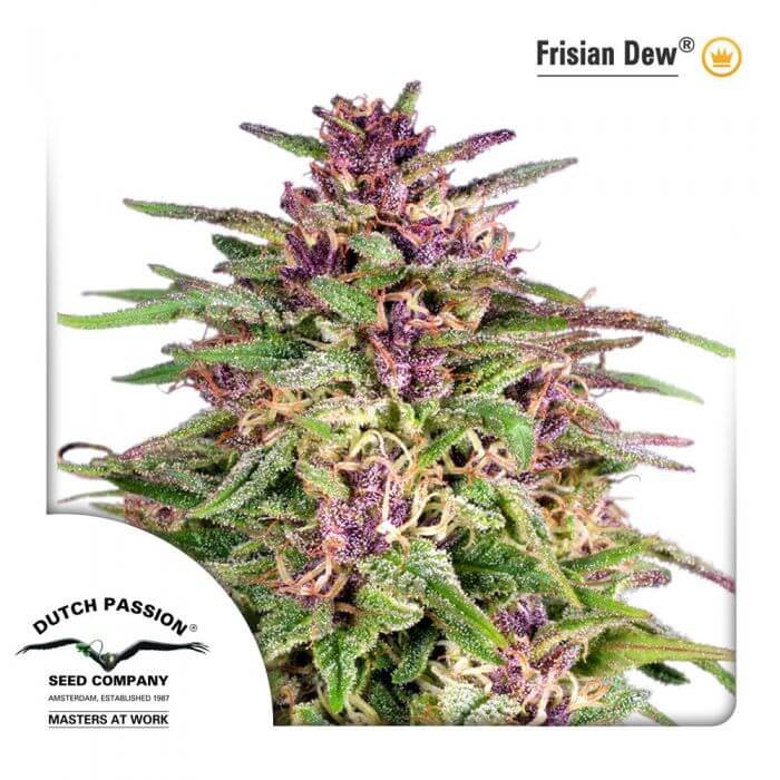 Frisian Dew Feminized by Dutch Passion
