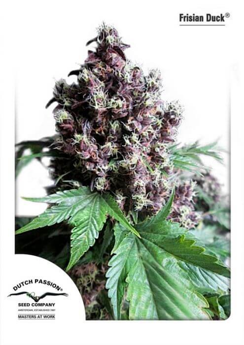 Frisian Duck Feminized by Dutch Passion