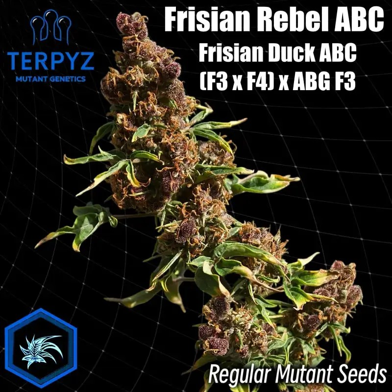 Frisian Rebel ABC Regular by TerpyZ Mutant Genetics