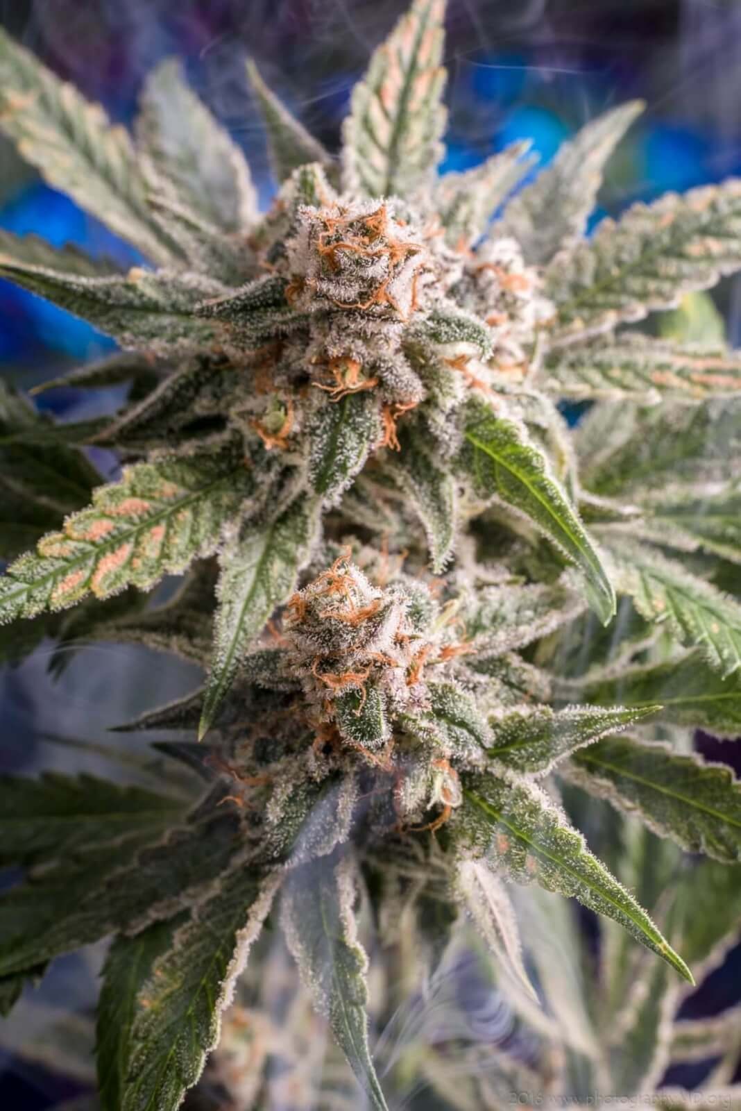 Frost Boss Regular by Homegrown Natural Wonders