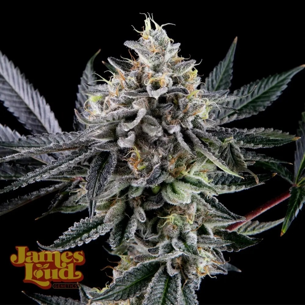 Frosted Biscotti Auto Autoflower by James Loud Genetics