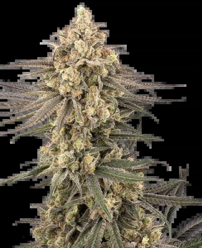 Frosted Grapes XXL Feminized by Sensi Seeds