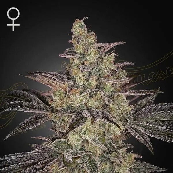 Frosted Guava Auto Autoflower by Green House seeds