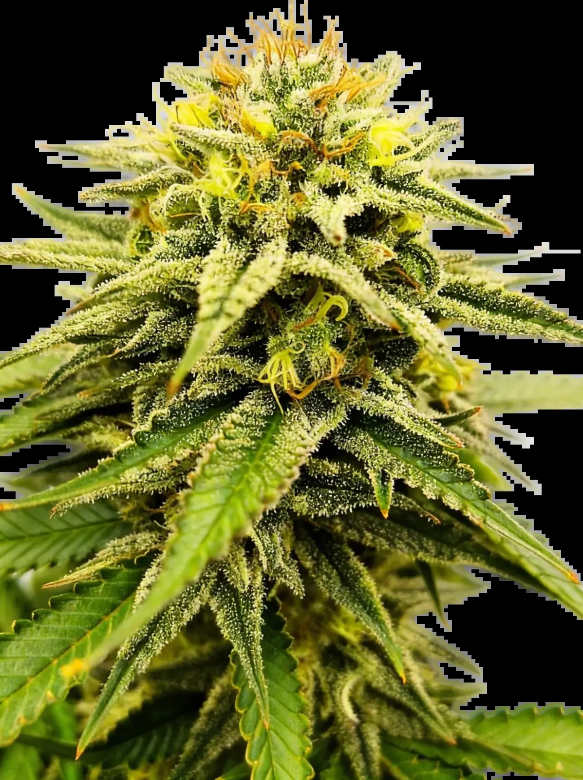 Frosted Sunsetz Feminized by The Grateful Seeds