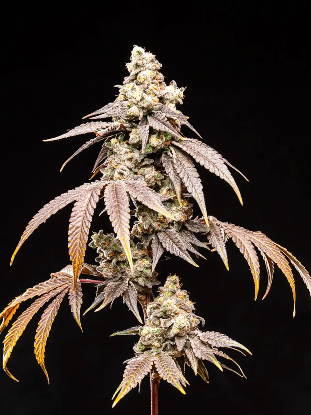 Frosty Rainbow Feminized by World Breeders