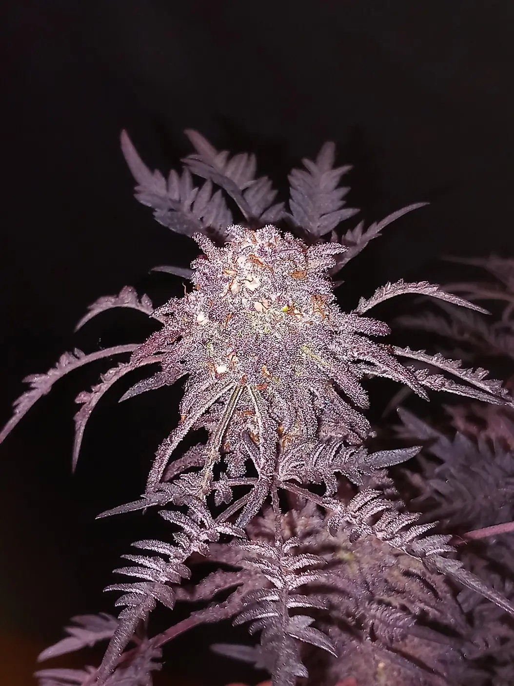 Frosty's Purple Freak Feminized by Khalifa Genetics