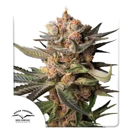 Frozen Biscotti Auto Autoflower by Dutch Passion