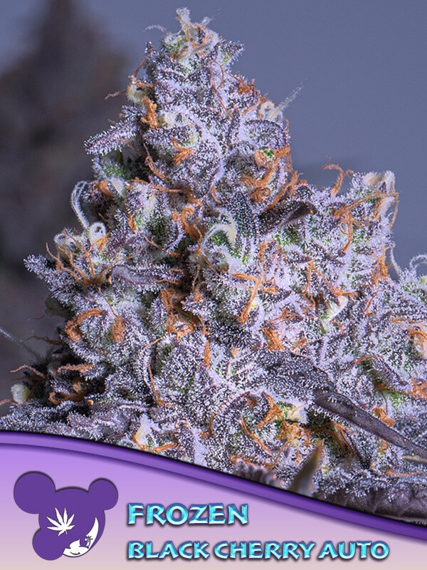Frozen Black Cherry Auto Autoflower by Anesia Seeds