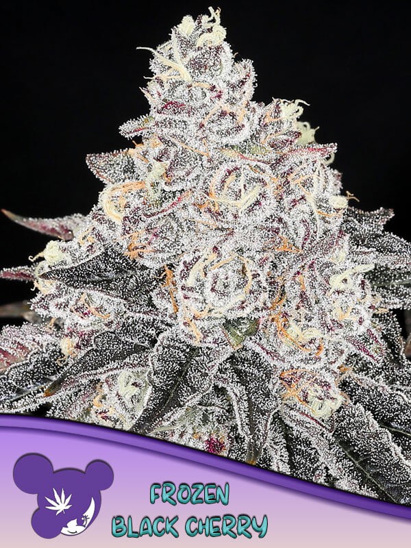 Frozen Black Cherry Feminized by Anesia Seeds