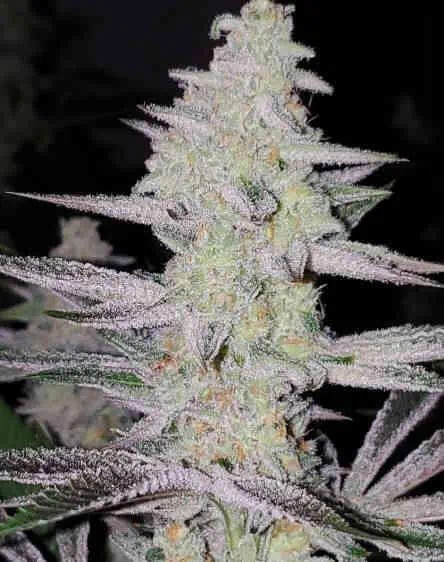 Frozen Grapes Feminized by In House Genetics