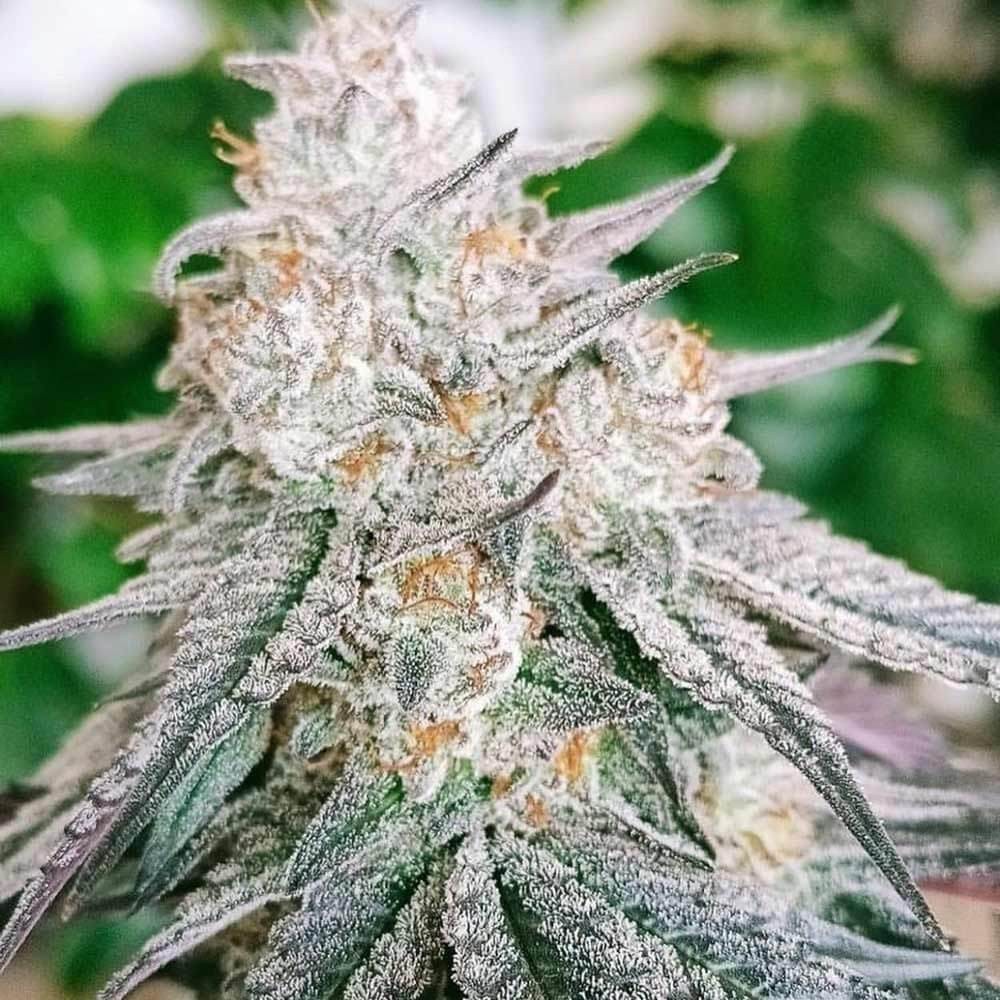 Frozen Rosé Feminized by Conscious Genetics