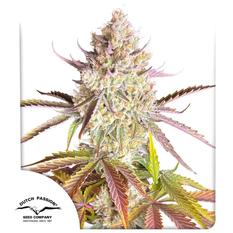 Fruit Bomb Punch Feminized by Dutch Passion