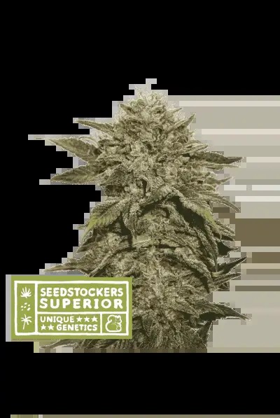 Fruit Cake Feminized by Seedstockers