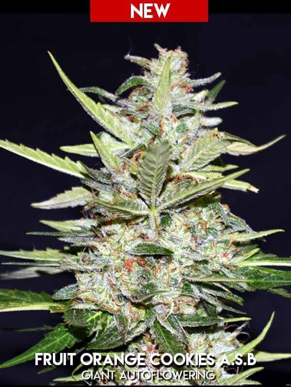 Fruit Orange Cookies ASB Autoflower by Xtreme Seeds