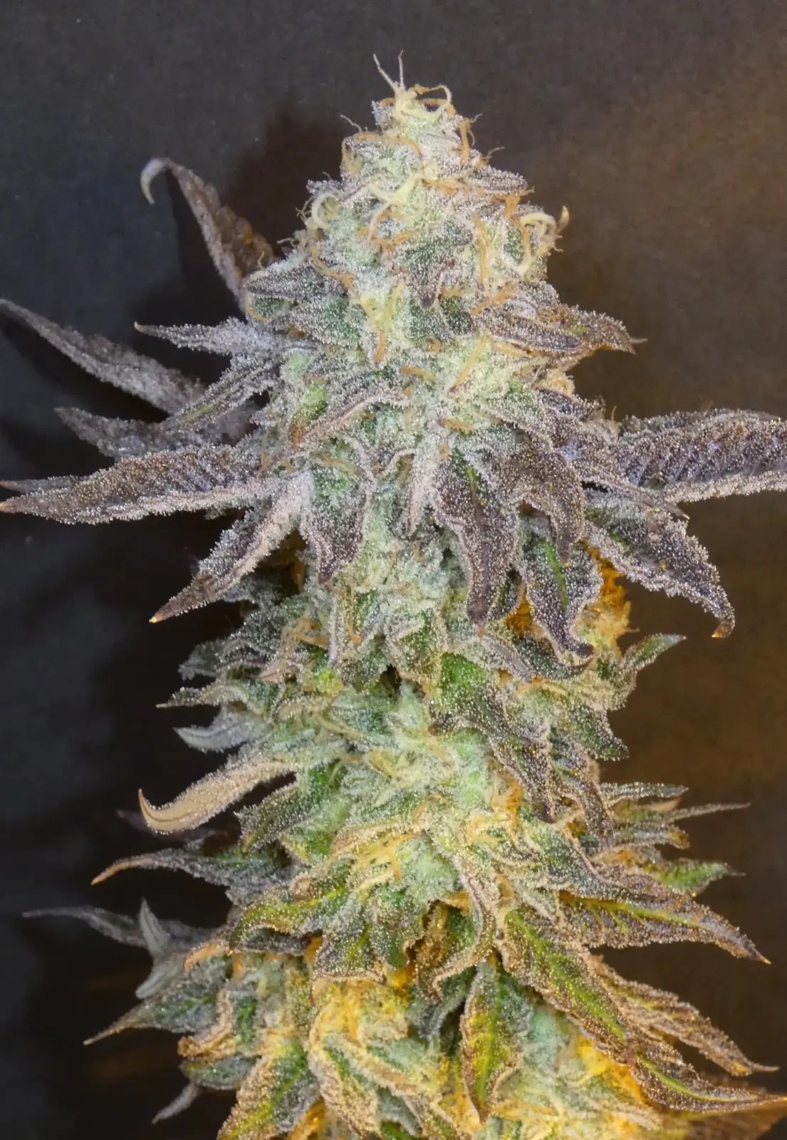 Fruit Popz Feminized by Bask Triangle Farms