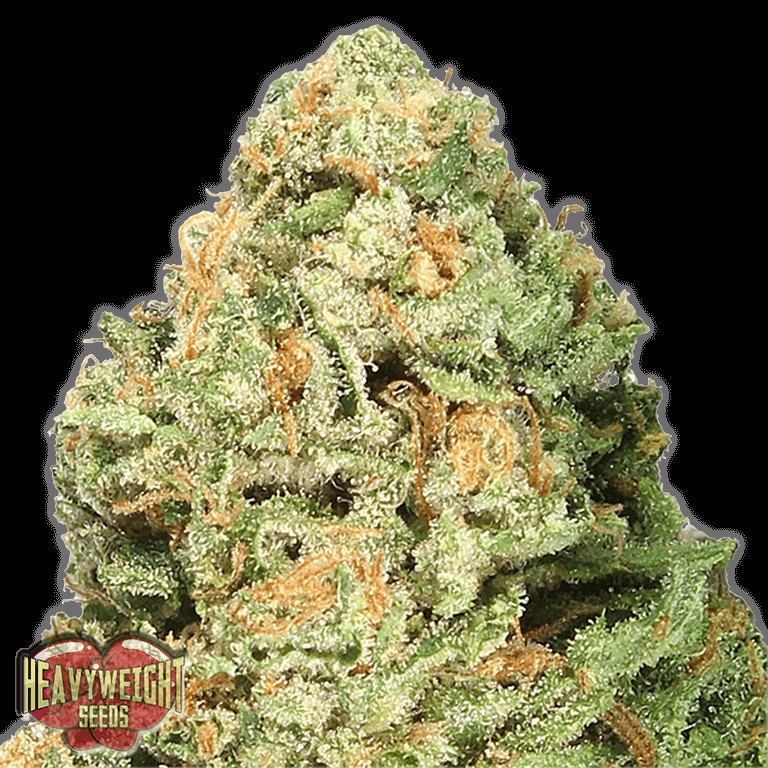 Fruit Punch Feminized by Heavyweight Seeds