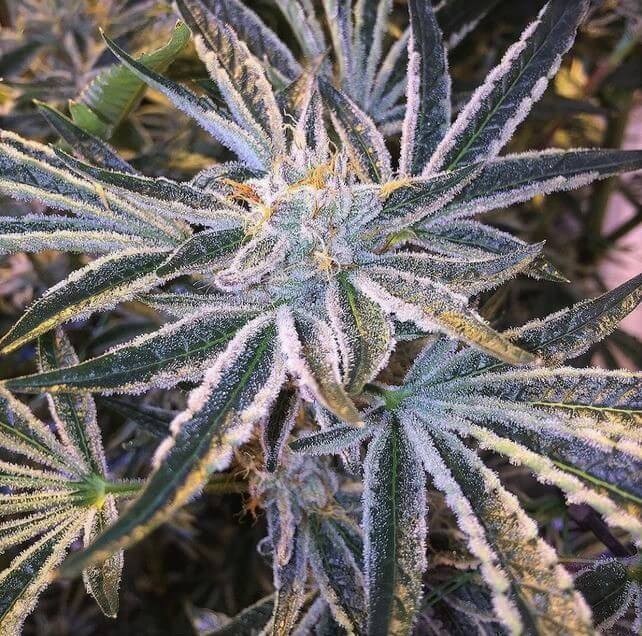 Fruit Tree Feminized by The Cali Connection