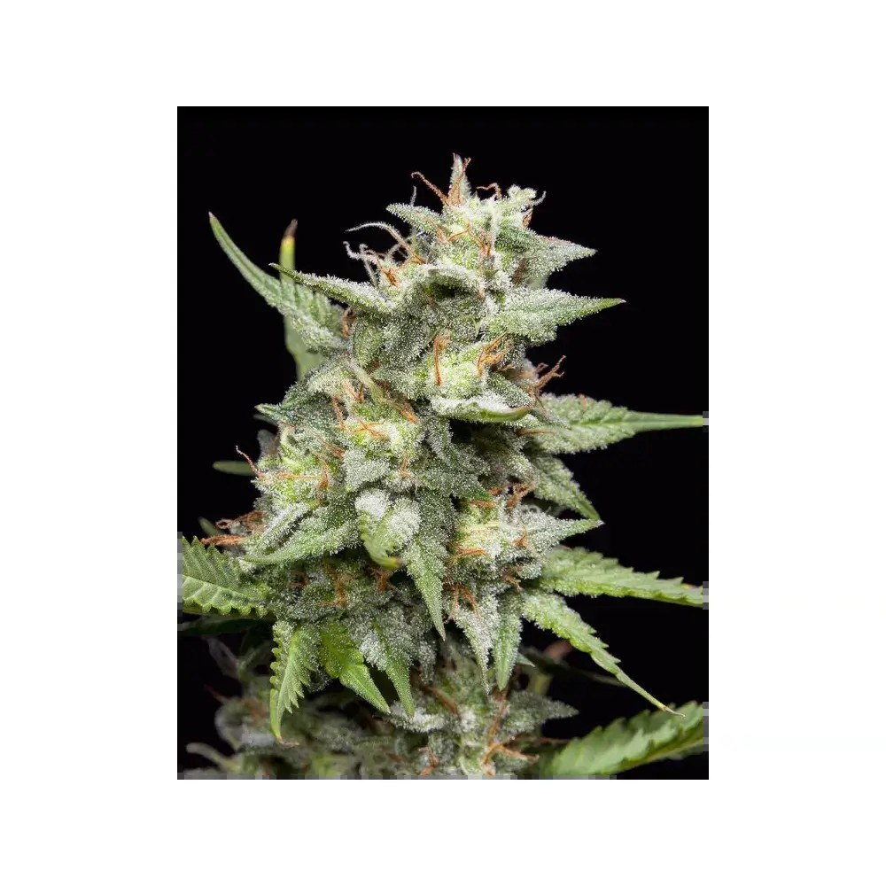 Fruity Forest Triploid Feminized by Triploid Genetics